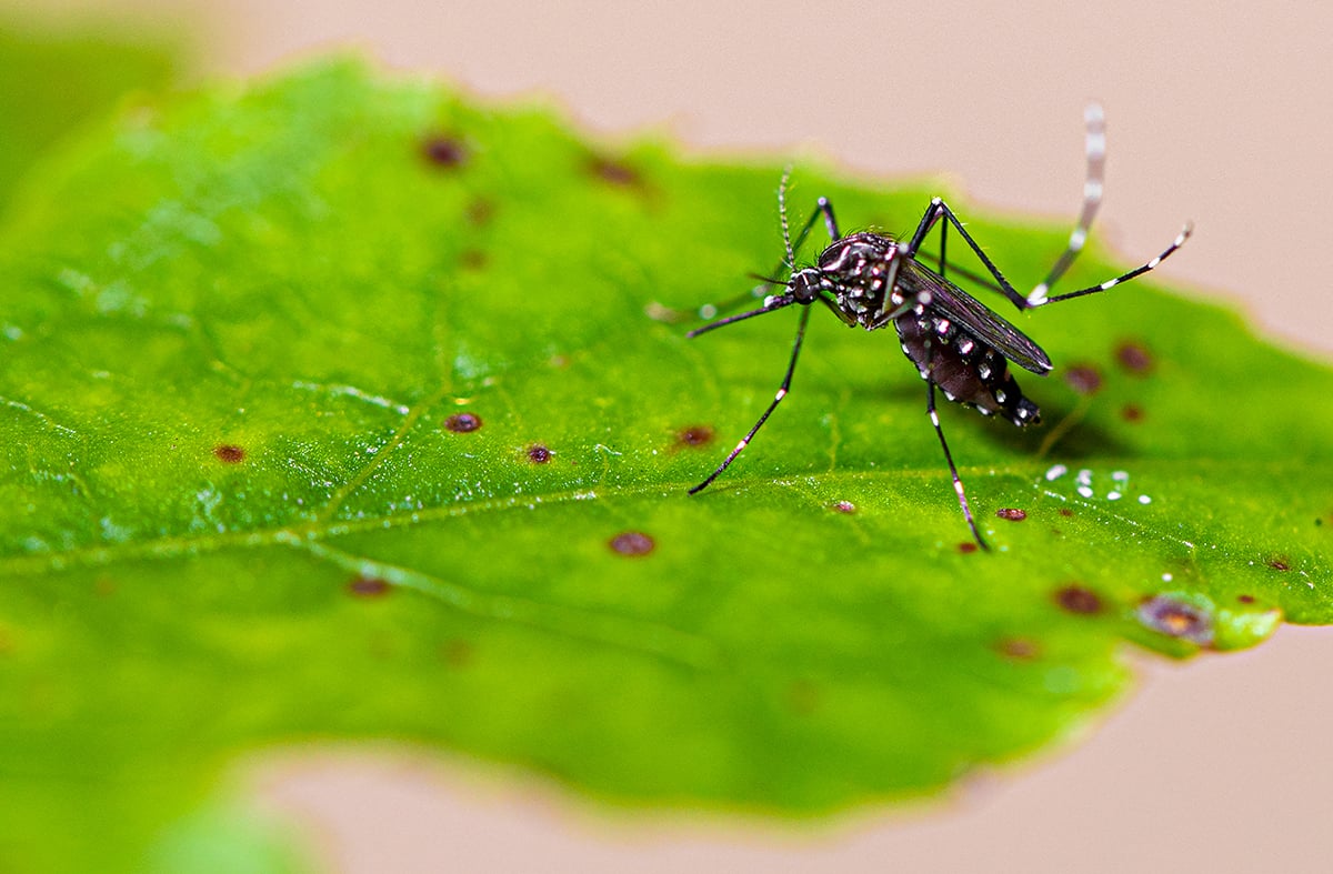 óbitos por dengue