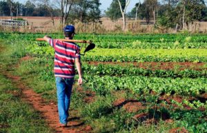 agricultura familiar