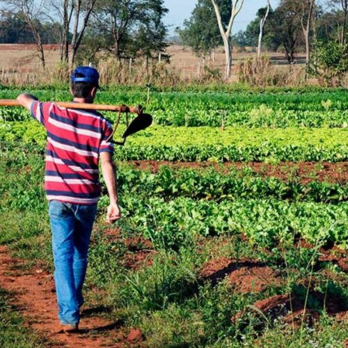 agricultura familiar