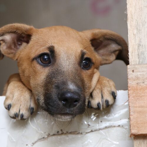 doação de cachorros