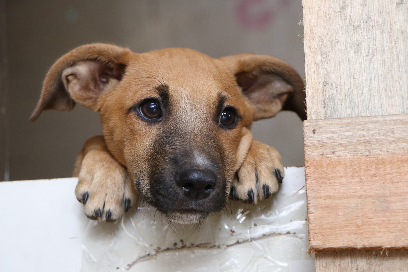 doação de cachorros