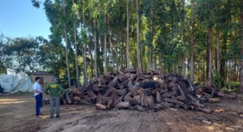 Kajuru protocola requerimentos no MPF e MMA sobre comércio ilegal de madeira em Goiás