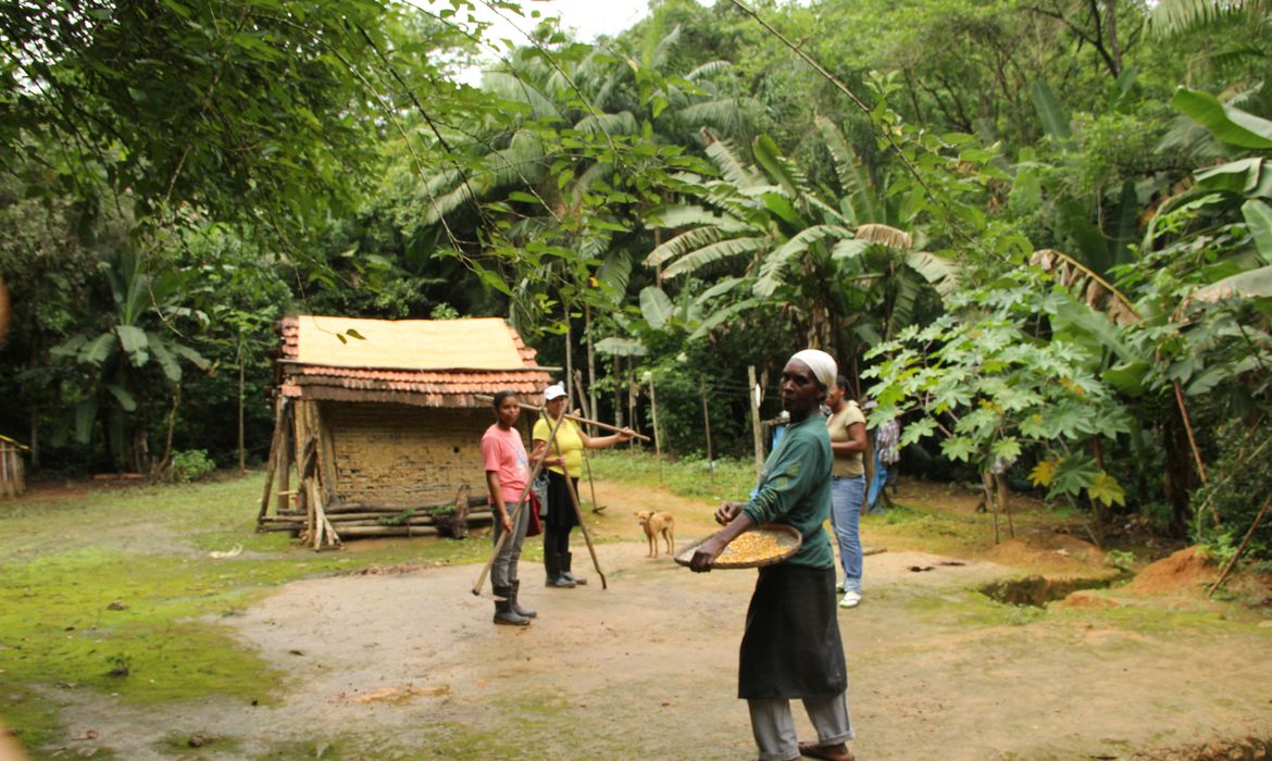 Sistema agrícola tradicional das comunidades quilombolas do Vale do Ribeira, no sudeste paulista (Foto Gilvani Scatolin - Agência Brasil).