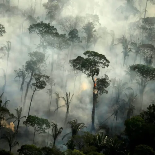 Aquecimento-global-ameaça-com-extinção-de-florestas-tropicais.-07-30-08-23