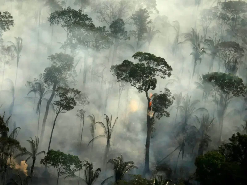 Aquecimento-global-ameaça-com-extinção-de-florestas-tropicais.-07-30-08-23