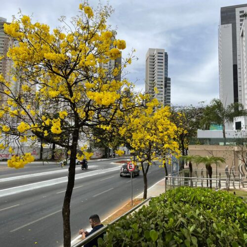 Ipê amarelo na rua 136, setor Sul. Foto: Altair Tavares/DG