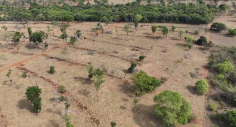 Operação conjunta combate desmatamento ilegal de Mata Atlântica em Goiás