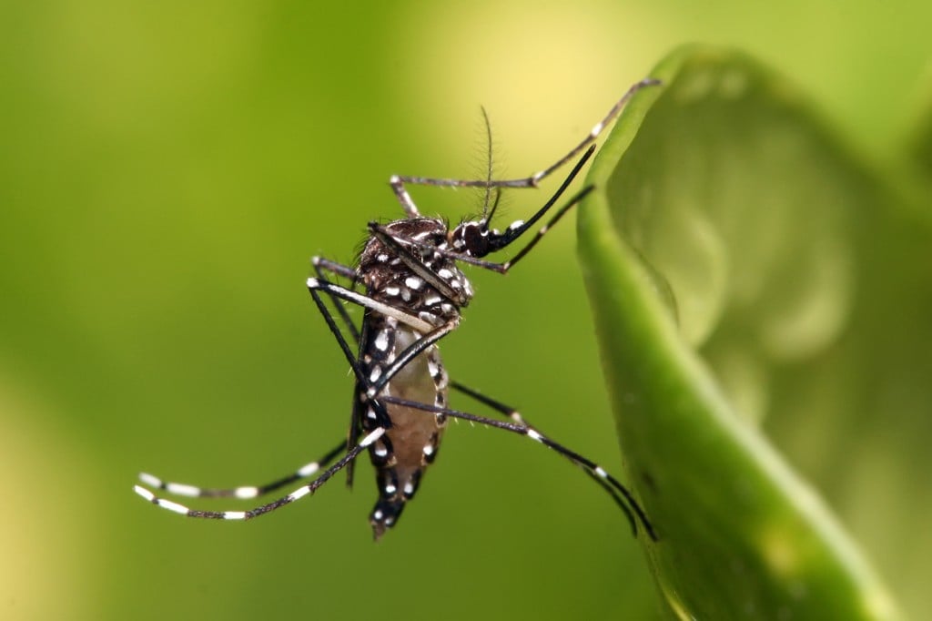 Zika e Dengue podem ser agravadas por mudanças climáticas, aponta estudo