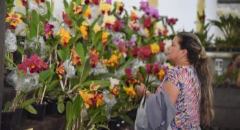 Aparecida recebe exposição de orquídeas com mais de mil espécies; confira