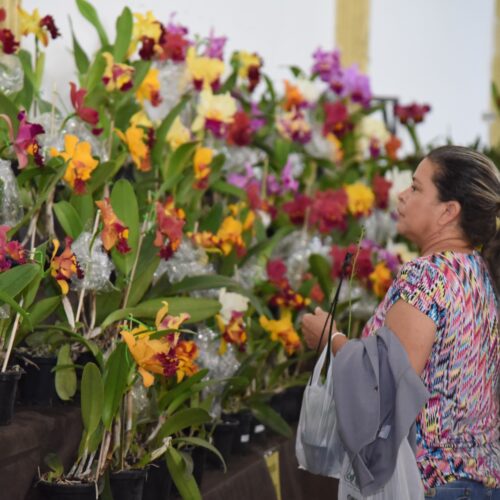 Exposição de orquídeas. Foto: Jhonney Macena