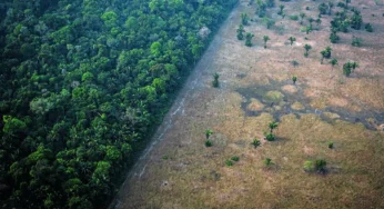 Segundo análise da UFG, Amazônia tem maior área de pastagem do Brasil