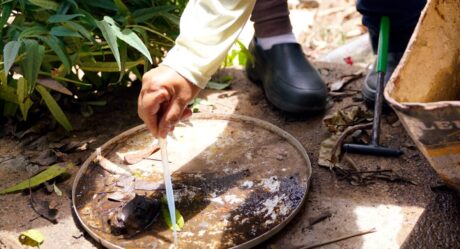 Governo de Goiás reforça ações de combate a uma possível epidemia de dengue em 2024