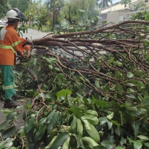 Comurg retira árvores caídas após temporal em Goiânia. Foto: Comurg