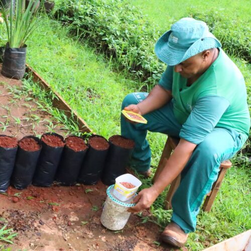 Programa Virada Ambiental incentiva plantio de mudas de árvores em Goiânia. Foto: Paulo José