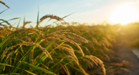 Empresa realiza ‘Dia de Campo’ em Hidrolândia, para para estimular a produção de arroz