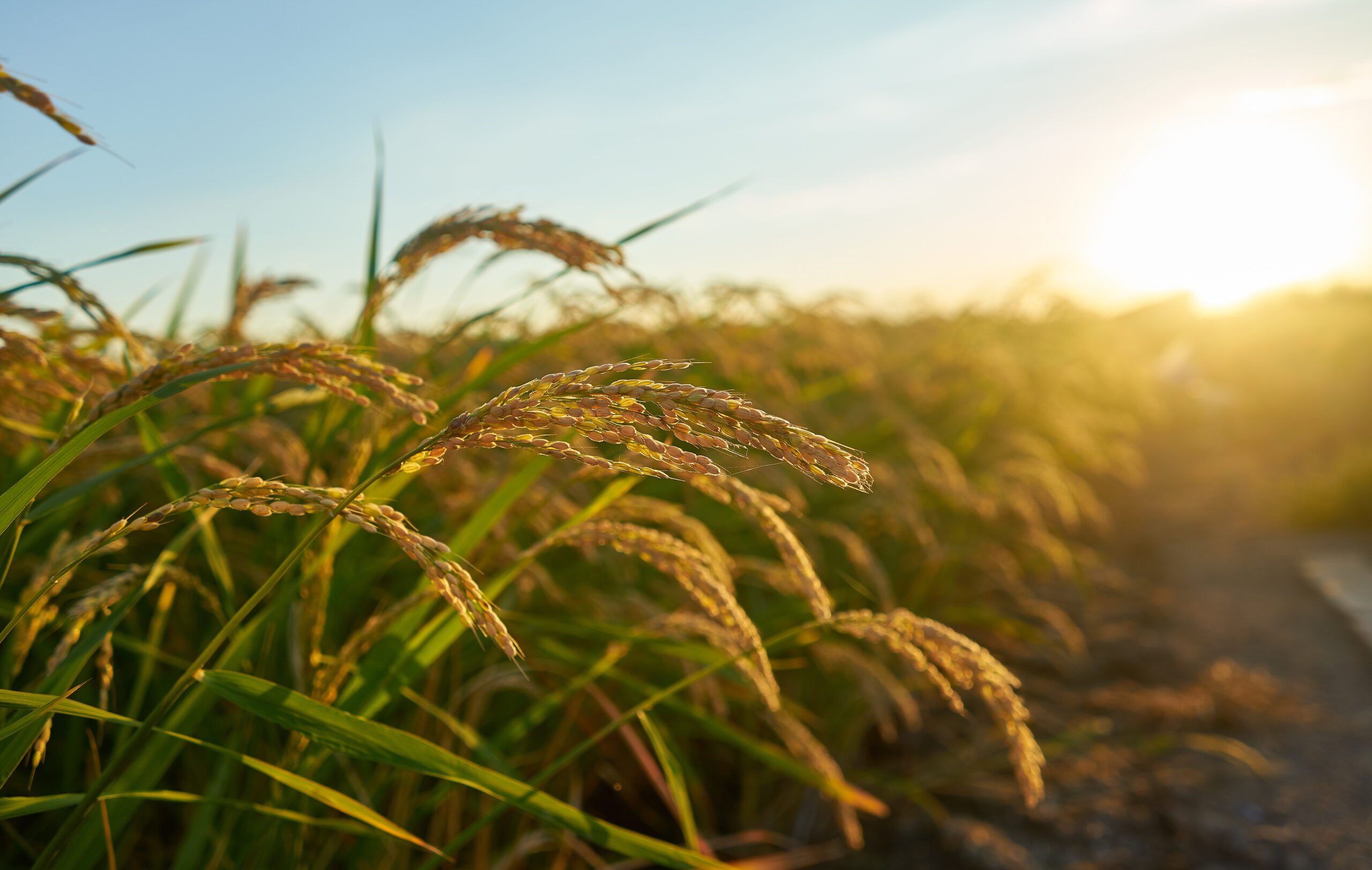 Empresa realiza ‘Dia de Campo’ em Hidrolândia, para para estimular a produção de arroz