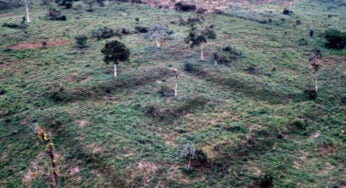 Arqueólogos descobrem cidades-jardins de 2.500 anos na floresta amazônica