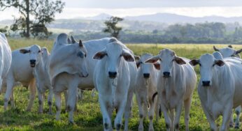 Receita Federal investiga sonegação de impostos na compra de gados em Goiás e mais 4 estados