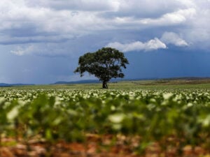 desmatamento no cerrado Criador Marcelo CamargoAgência Brasil