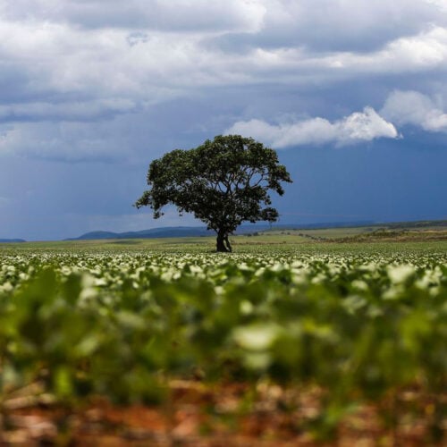 desmatamento no cerrado Criador Marcelo CamargoAgência Brasil