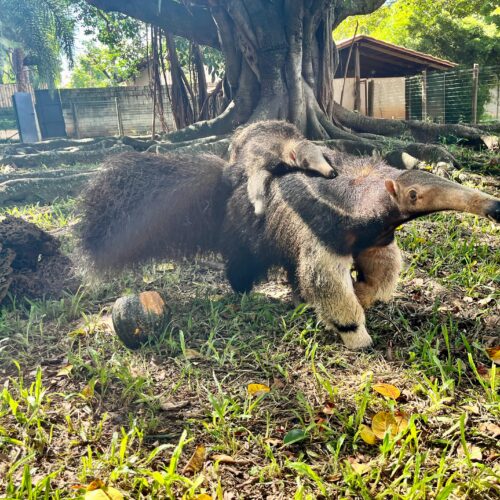 Filhote de Tamanduá do Zoológico de Goiânia. Foto: Secom