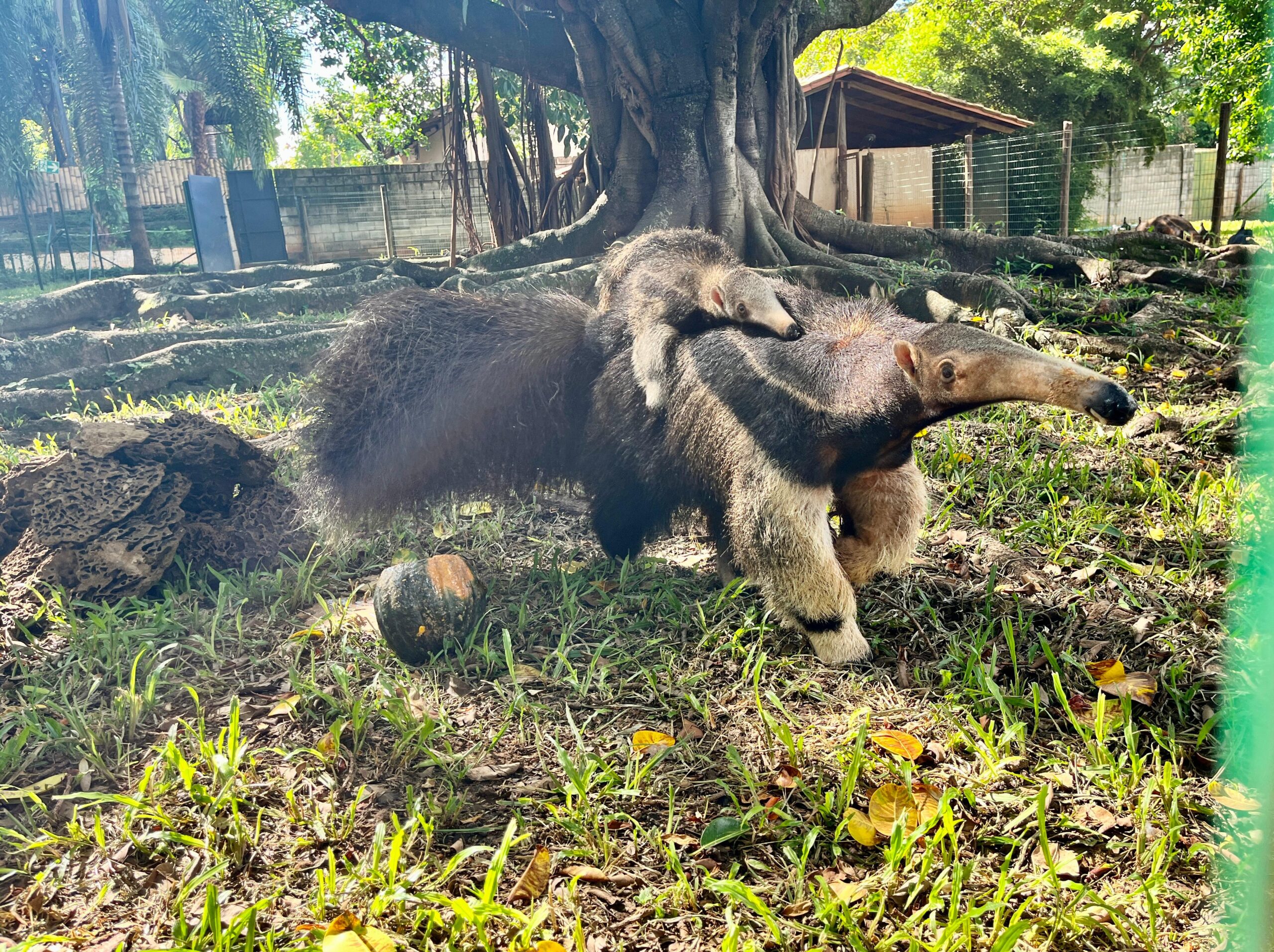 Filhote de Tamanduá do Zoológico de Goiânia. Foto: Secom