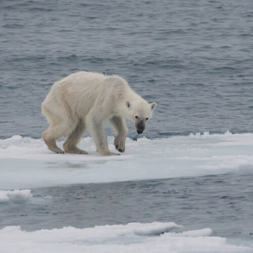 urso polar gripe aviária