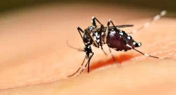 Goiás registra quatro mortes confirmadas por dengue em 2024, diz SES-GO