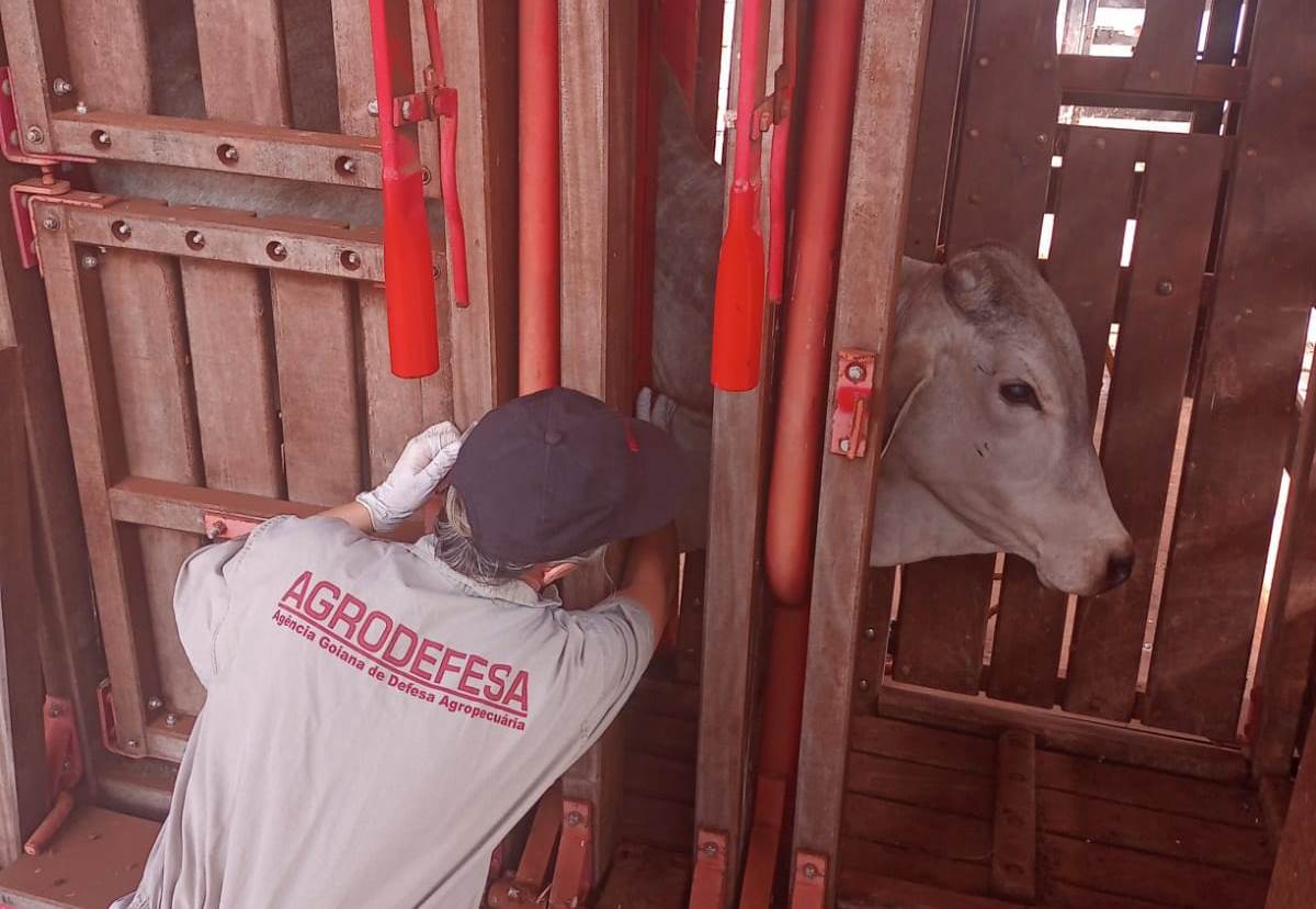 Estudo para comprovar ausência do vírus da febre aftosa é iniciado pela Agrodefesa