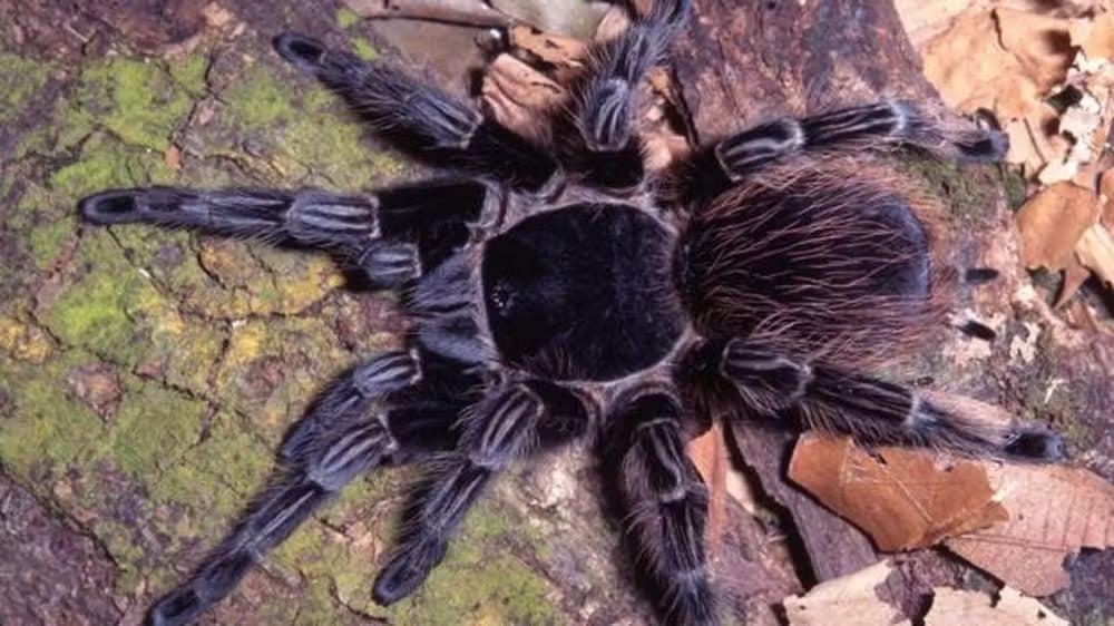 Estudiosos avaliam comportamento de veneno de aranha no tratamento contra o câncer