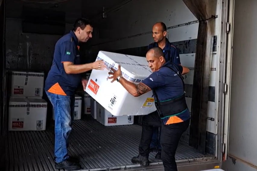 acina contra a dengue em goiás