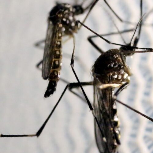 mosquitos_aedes_aegypti morte por dengue em goiânia