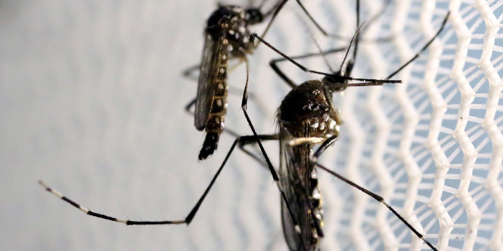 mosquitos_aedes_aegypti morte por dengue em goiânia