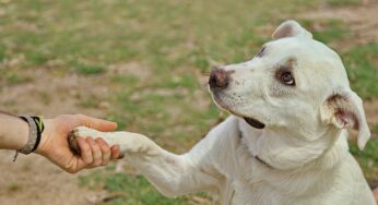 Projeto de Lei que autoriza a presença de animais de apoio em transporte público avança na Alego