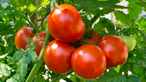 produção de tomate em goiás agro