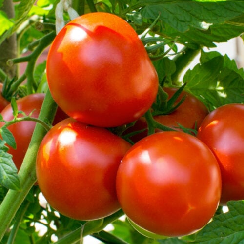 produção de tomate em goiás agro