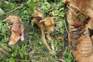 Cachorro morre por maus-tratos em Goiânia após infestação por carrapatos e vidro na comida