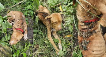 Cachorro morre por maus-tratos em Goiânia após infestação por carrapatos e vidro na comida