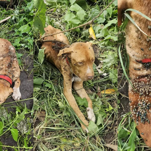 Cachorro morre por maus-tratos em Goiânia após infestação por carrapatos e vidro na comida