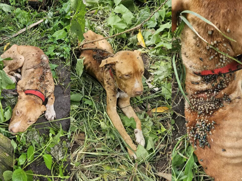 Cachorro morre por maus-tratos em Goiânia após infestação por carrapatos e vidro na comida