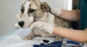 Cães e gatos receberão vacinação antirrábica em domicílio, em Anápolis