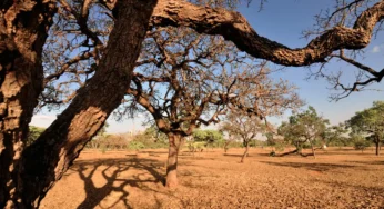 Cerrado tem alta de 19% nos alertas de desmatamento, diz Inpe