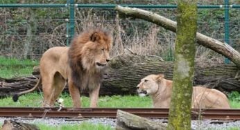 Leão mata leoa com mordidas no pescoço durante acasalamento em zoológico