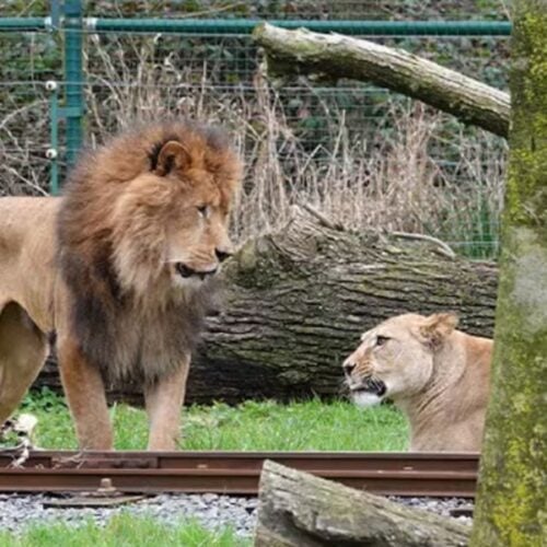 Leão mata Bélgica leoa morte