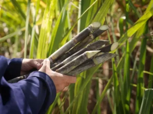 bagaço de cana é uma das matérias primas para a produção de bioenergia