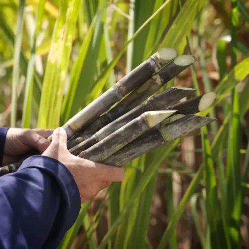 bagaço de cana é uma das matérias primas para a produção de bioenergia