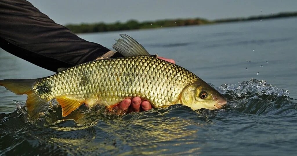 pesca em goiás Pesca & Companhia Trade Show 2024 aruana