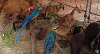 ⁠Mutirão de Goiânia ⁠recebe exposição de animais taxidermizados do museu do Zoológico