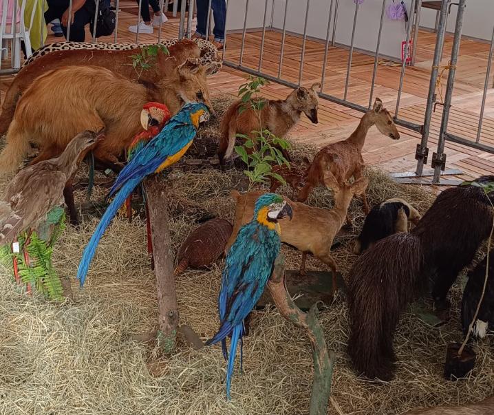 ⁠Mutirão de Goiânia ⁠recebe exposição de animais taxidermizados do museu do Zoológico