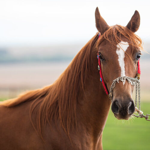 cavalo. Foto: Agrodefesa/ Wenderson Araujo